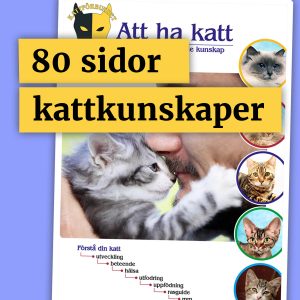 Att ha katt - boken